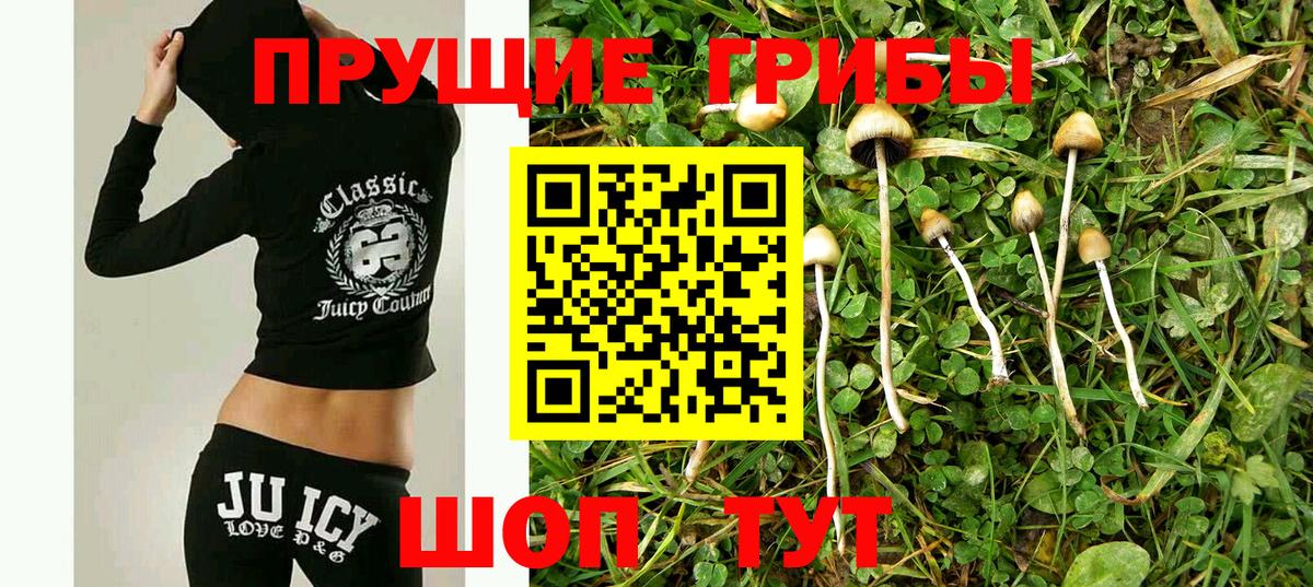 Псилоцибиновые грибы Psilocybine cubensis Батайск