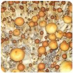 Псилоцибиновые (галлюциногенные)  грибы Psilocybin "Golden Teacher" в Батайске