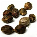 Семена марихуаны АК-47  (Seeds AK-47) в Батайске